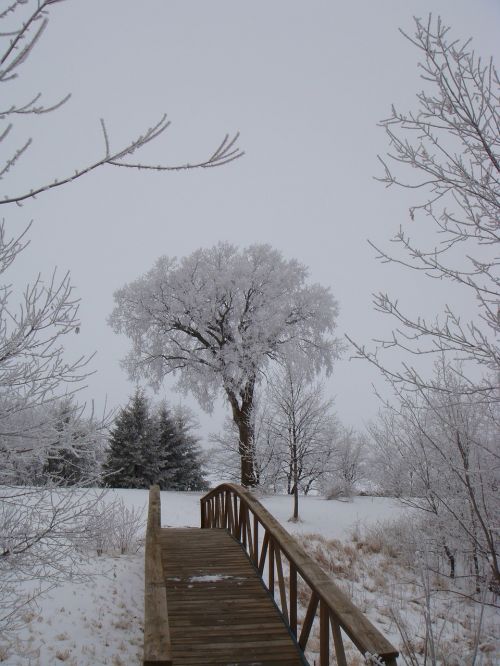 tree winter footbridge