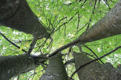 tree green nature