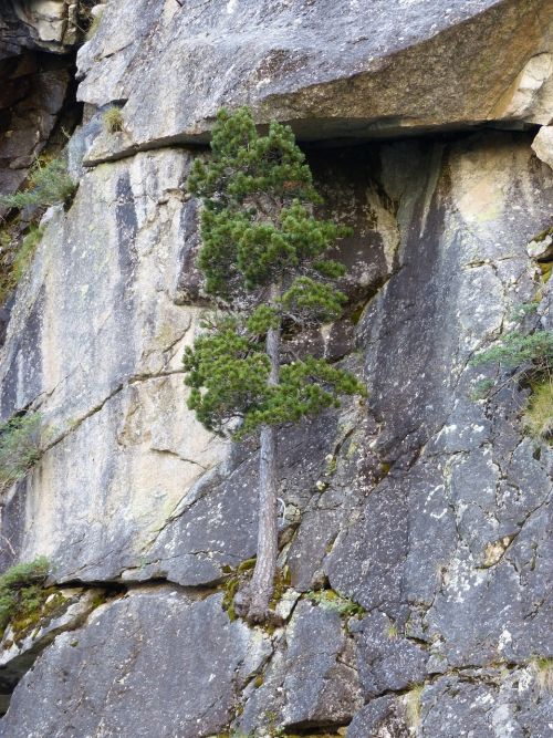 tree pine rock