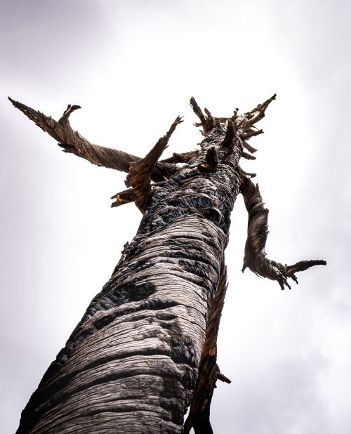 tree desert utah