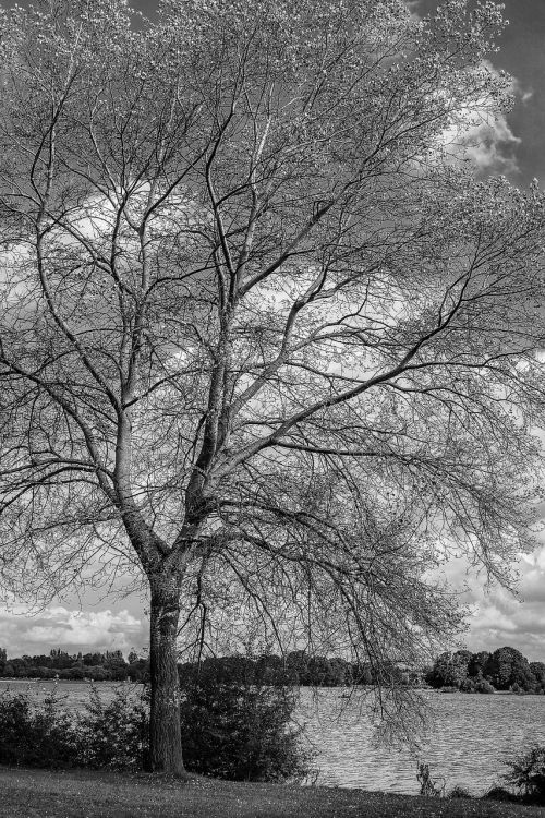 tree black and white colorless