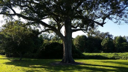 tree beech pecan