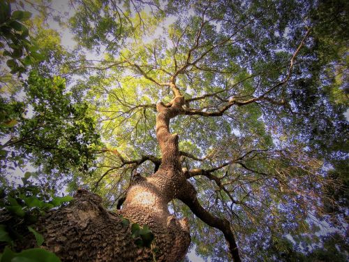 tree sunset green