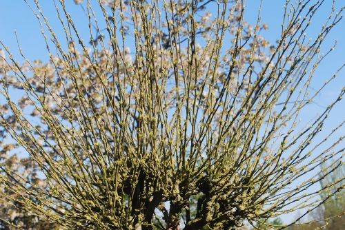 tree winter spring