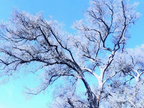 tree sky blue sky