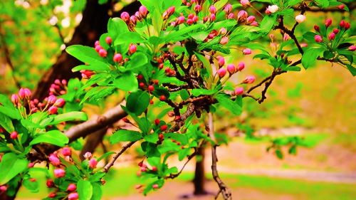 tree branches branch