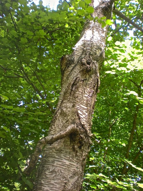 tree forest bark