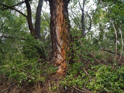 tree wood forest