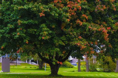 tree fall nature