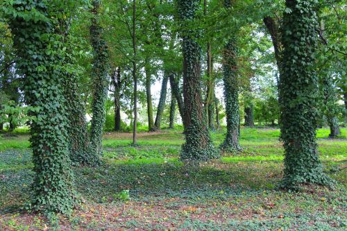 tree ivy park