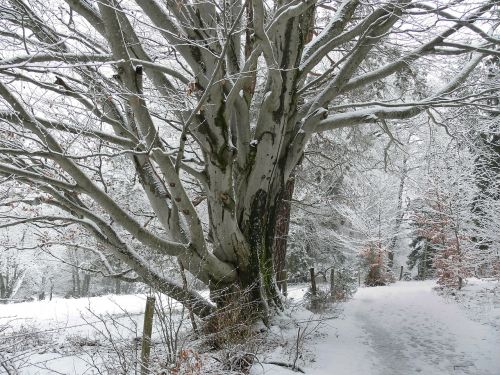 tree winter snow