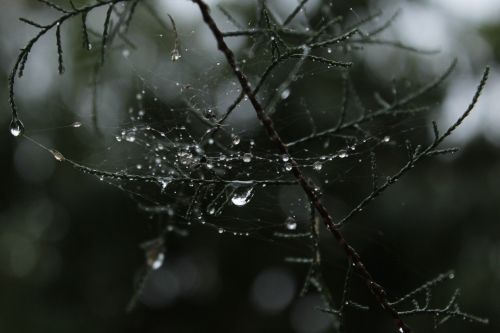 tree drops araign e