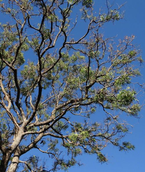 tree azadirachta indica neem tree