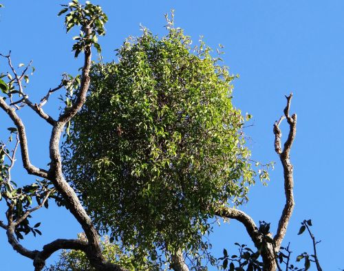 tree mango tree sadhankeri