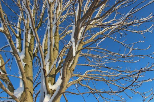 tree branch winter