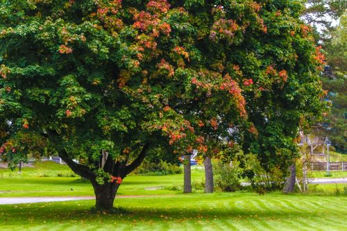 tree autumn fall