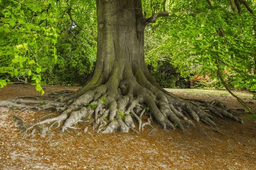 tree nature old