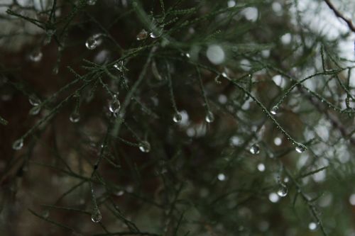 tree drops nature