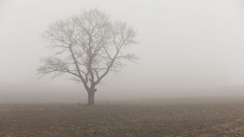 tree field fog