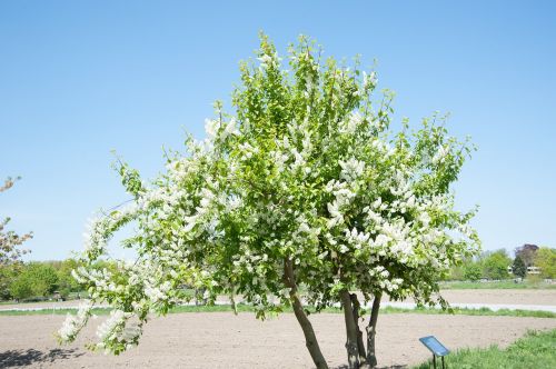 tree apple tree apple