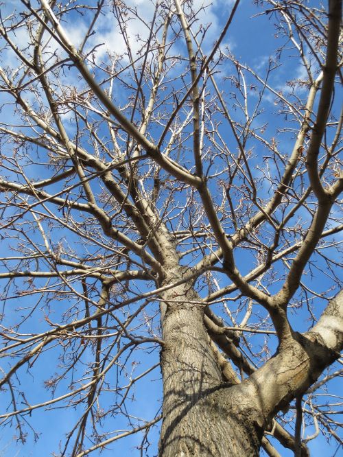 tree deciduous winter