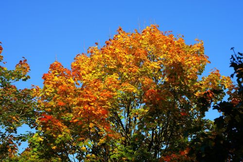 tree leaves colorful