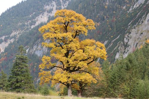 tree deciduous tree nature