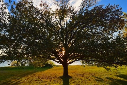 tree sunset light