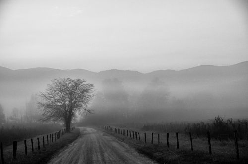 tree road landscape