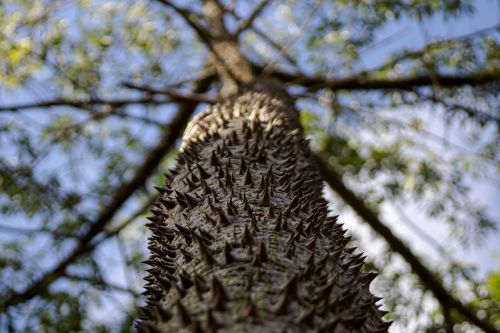 tree peaks thorns