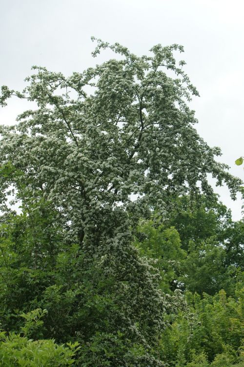 tree nature landscape