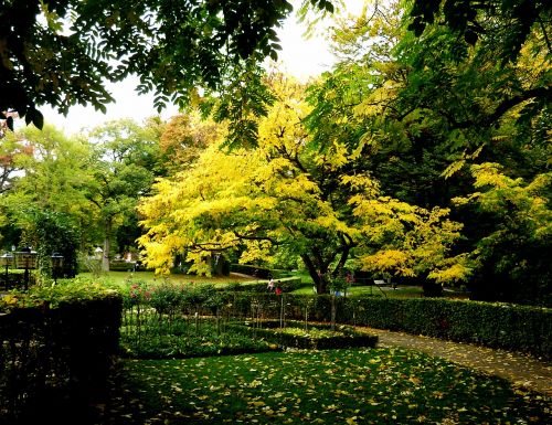 tree autumn leaves