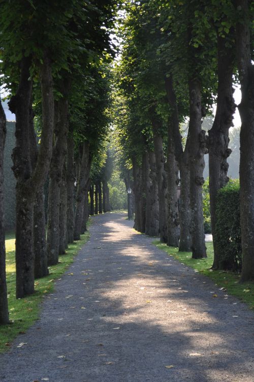 tree lined path