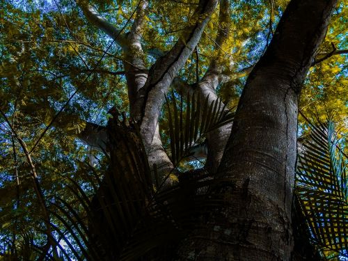 tree plant yellow