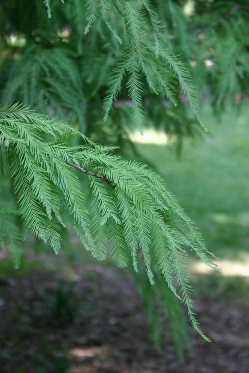 tree green leaf