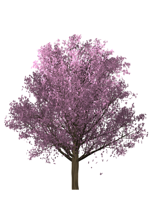 tree cherry foliage pink