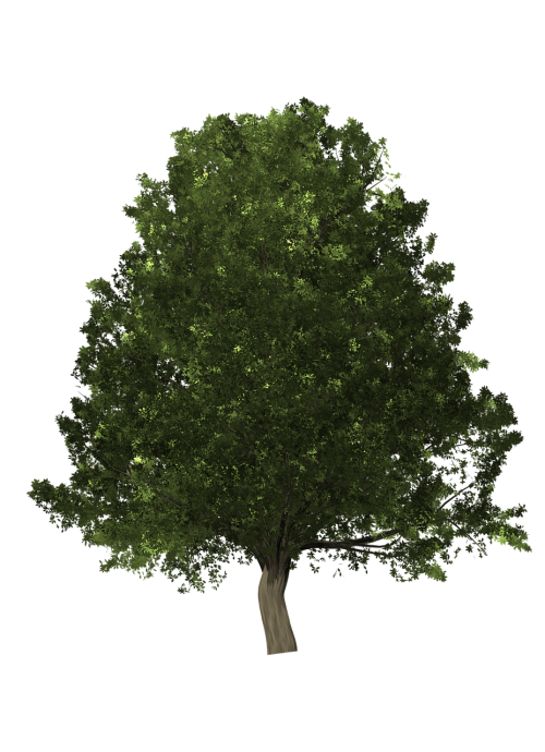 tree oak lush