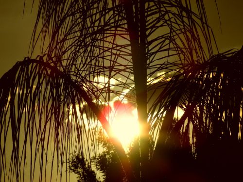 tree palm tree sunset
