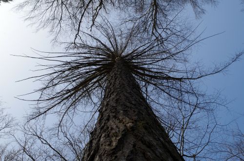 tree larch winter