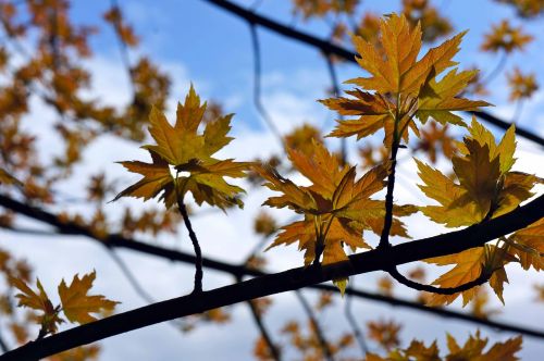 tree sky leaves