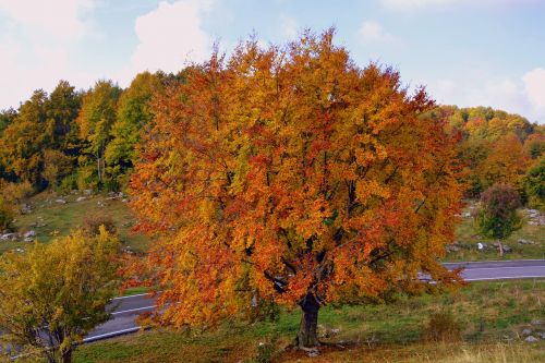 tree autumn mountain