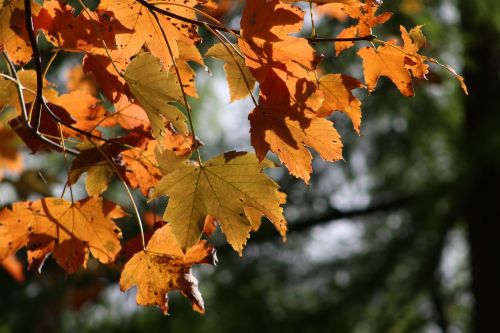 tree leaves autumn