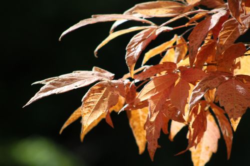 tree leaves autumn