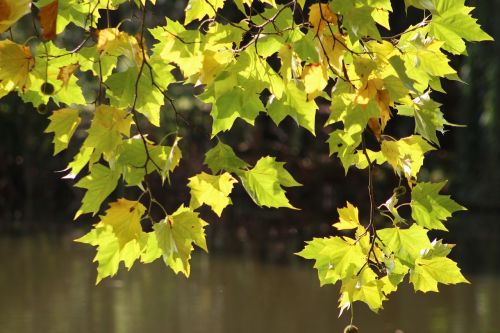 tree leaves autumn