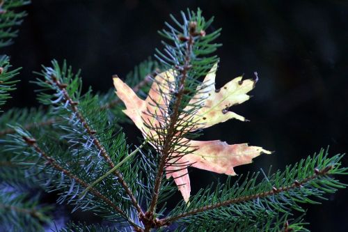 tree leaves autumn