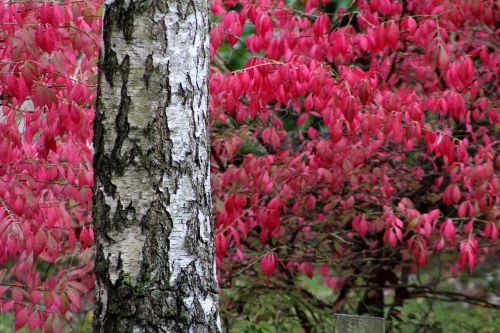 tree leaves autumn