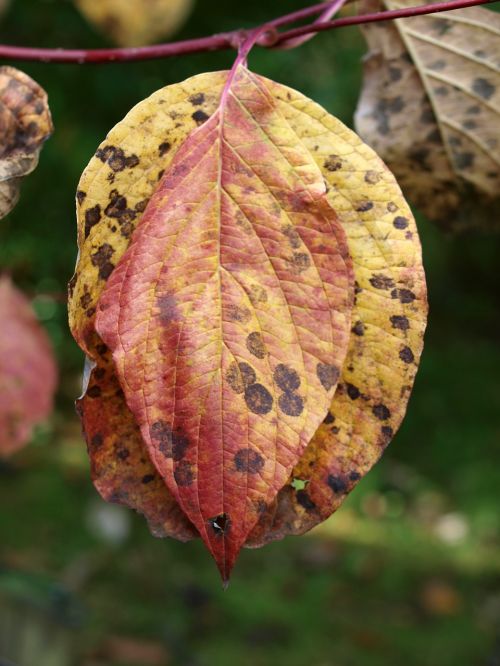 tree leaves autumn