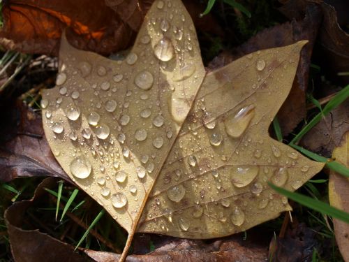 tree leaves autumn