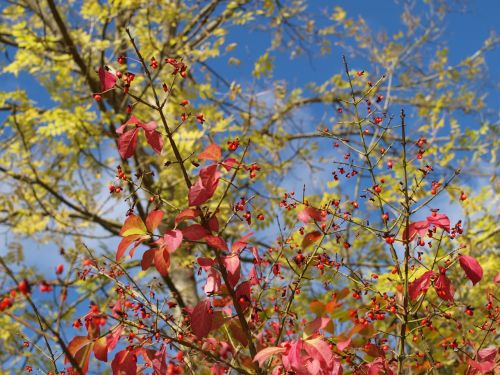 tree leaves autumn