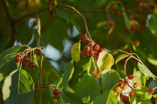 tree fruit nature